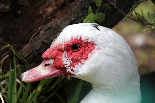 队战术方向 队战术方向